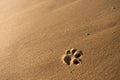 A dog`s footprint on the beach at sunset Royalty Free Stock Photo