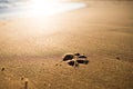 A dog`s footprint on the beach at sunset Royalty Free Stock Photo