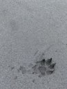 Dog`s footprint on the black sand Royalty Free Stock Photo