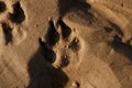 Dog\'s footprint in the golden, yellow, muddy beach sand