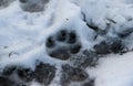 A dog`s footprint in a melted snow Royalty Free Stock Photo