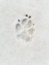 Dog`s footprint on the snow Royalty Free Stock Photo