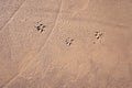 Dog`s footprints on the beach sand. Close up. Concept of dog walking in public space. Three tracks of animal. Royalty Free Stock Photo