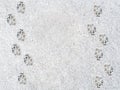Dog`s footprints on the snow Royalty Free Stock Photo