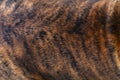 dog's fur tiger brown black color