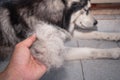 The dog`s hair is on hand. Dogs that are in poor health cause a lot of hair loss. The dog`s fur is shed because it`s time to sh