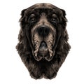 The dog`s head breed Alabai or the Central Asian shepherd dog sketch vector graphics