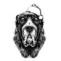 The dog`s head breed Alabai or the Central Asian shepherd dog sketch vector graphics