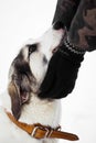 Dog`s head in rescue hands, winter portrait