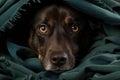 A dog's intense gaze peers out from a green blanket, capturing attentiveness. Ideal for themes of animal emotion and