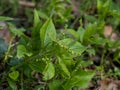 DogÃ¢â¬â¢s Mercury wild plant