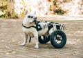 Dog\'s mobility problems concept. Dog with disabilities on a walk in wheel cart. Disabled paralysed french bulldog