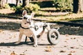 Dog\'s mobility problems. Disabled paralysed french bulldog walking in wheelchair. Dog with disabilities