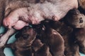 Dog`s mom feed the puppies little puppies`s feet. Royalty Free Stock Photo