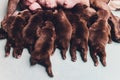 Dog`s mom feed the puppies little puppies`s feet. Royalty Free Stock Photo