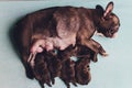 Dog`s mom feed the puppies little puppies`s feet. Royalty Free Stock Photo