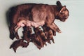 Dog`s mom feed the puppies little puppies`s feet. Royalty Free Stock Photo