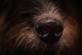 Dog`s nose as a close-up. Jack Russell Terrier dog against a black background