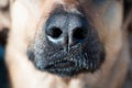 Dog`s nose closeup. Pet, domestic