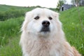 A dogs nose and eyes looking at the camera with a grassy field background Royalty Free Stock Photo