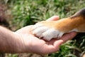 Dog paw is in the owner`s hand. True Friendship is forever. dog is man`s best friend