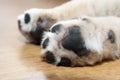 Dog's paw