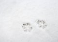 Dog's paw prints