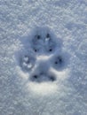 Dog`s Pawprint in the Snow