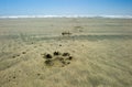 Dog`s pawprints in sand, Pacific Rim National Park, British Columbia, Canada. Royalty Free Stock Photo