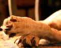 Dog's paws