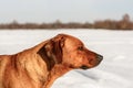 Dog`s portrait. Rhodesian Ridgbac.