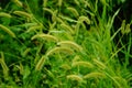 The dog's tail grass