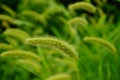 The dog's tail grass Royalty Free Stock Photo
