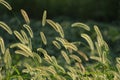 Dog's tail grass in backlight