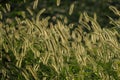 Dog's tail grass in backlight