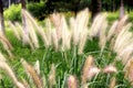 Dog`s tail grass in a great green meadow Royalty Free Stock Photo
