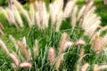 Dog`s tail grass in a great green meadow