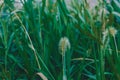 Dog's tail grass growing in summer