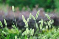 Dog's tail grass