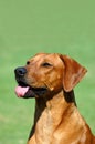 Dog's tongue Royalty Free Stock Photo