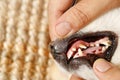 Dog`s tooth decay is sick with tartar.