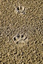 A dog's track in the sand. A dog was walking along the seashore