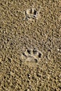 A dog's track in the sand. A dog was walking along the seashore and left traces in the sand.