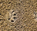 A dog`s track in the . A dog was walking along the seashore and left traces in the sand