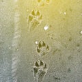 The dog`s trail in the sand. An animal`s paw print on a sandy beach and sunlight. Royalty Free Stock Photo