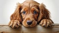 Cute Cocker Spaniel Puppy With Intense Gaze - Realistic Dog Portrait Royalty Free Stock Photo