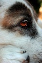 Dog sad red eye thinking