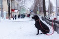 The dog is sad, waiting for the owner. Winter. Snow