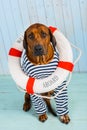 Dog-sailor with lifebuoy begging for help Royalty Free Stock Photo