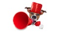 Dog sale megaphone Royalty Free Stock Photo